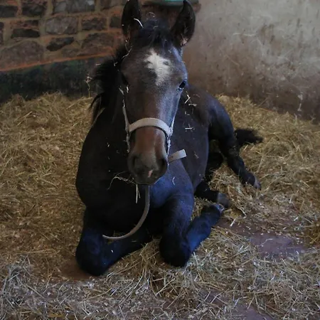 Le Moulin De Fernelmont 3*