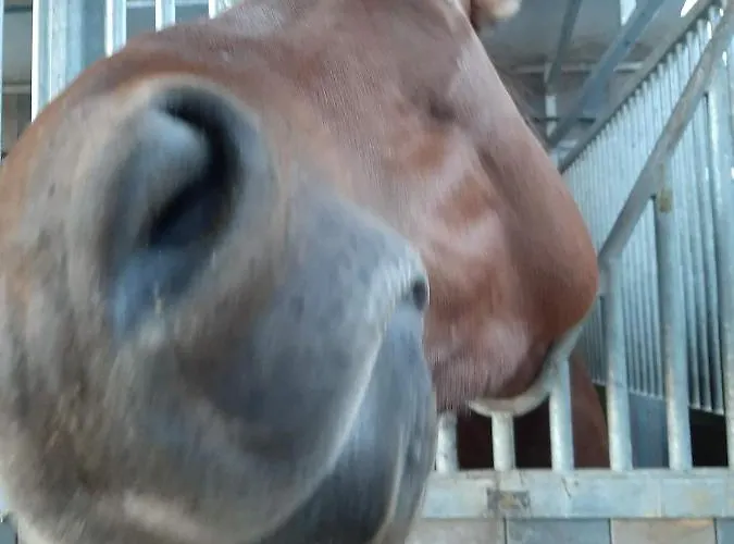 Le Moulin De Fernelmont 3*