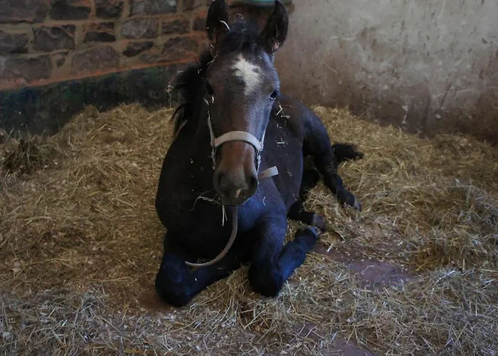 Le Moulin De Fernelmont 3*
